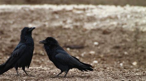  ¿Alguna vez te has preguntado por qué los cuervos hablan? ¡La historia de 'Ascanio' y la sabiduría ancestral del bosque italiano!